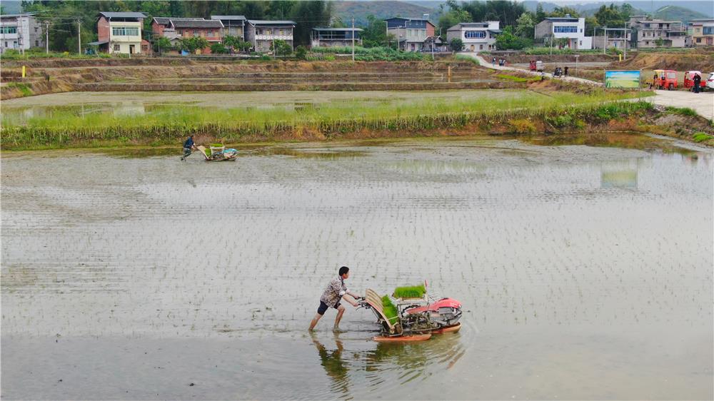 梁平：農(nóng)田披“綠裝” 水稻插秧忙