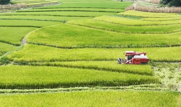 重慶永川：早稻飄香迎豐收 人機協(xié)作收割忙